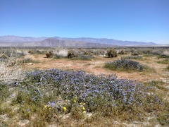 Anza-Borrego-Desert-Springtime-0002