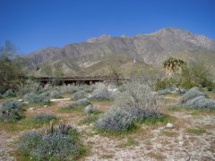 Anza-Borrego-Desert-Springtime-0003