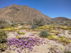 Anza-Borrego Desert Spring