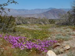 Anza-Borrego-Desert-Springtime-0005
