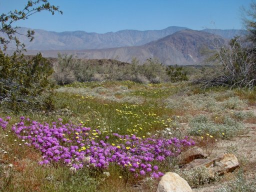 Anza-Borrego-Desert-Springtime-0005