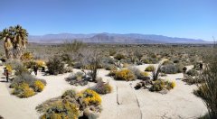 Anza-Borrego-Desert-Springtime-0006