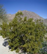 Anza-Borrego-Desert-Springtime-0007