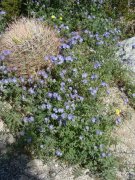 Anza-Borrego-Desert-Springtime-0008
