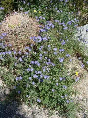 Anza-Borrego-Desert-Springtime-0008