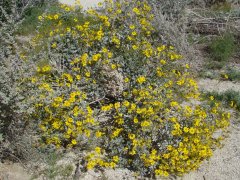 Anza-Borrego-Desert-Springtime-0009