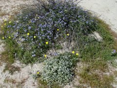 Anza-Borrego-Desert-Springtime-0010