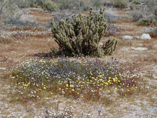Anza-Borrego-Desert-Springtime-0011