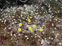Anza-Borrego-Desert-Springtime-0012