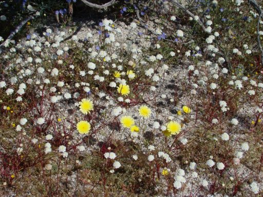 Anza-Borrego-Desert-Springtime-0012