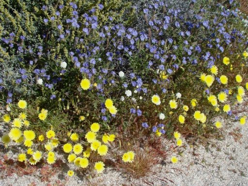 Anza-Borrego-Desert-Springtime-0013
