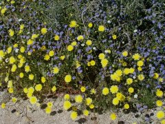 Anza-Borrego-Desert-Springtime-0014
