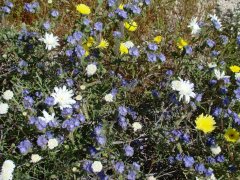 Anza-Borrego-Desert-Springtime-0015