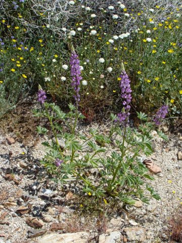 Anza-Borrego-Desert-Springtime-0016