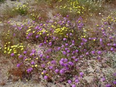 Anza-Borrego-Desert-Springtime-0017