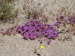 Anza-Borrego-Desert-Springtime-0018