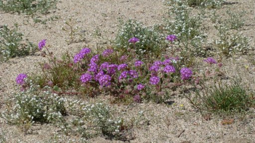 Anza-Borrego-Desert-Springtime-0019