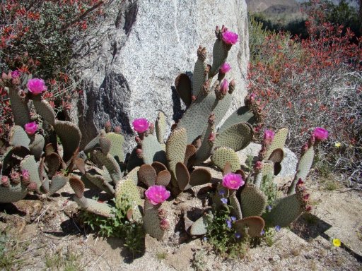 Anza-Borrego-Desert-Springtime-0020