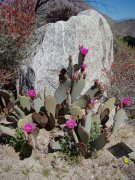 Anza-Borrego-Desert-Springtime-0021