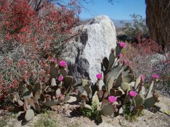 Anza-Borrego-Desert-Springtime-0022