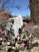 Anza-Borrego-Desert-Springtime-0023