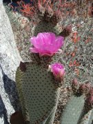 Anza-Borrego-Desert-Springtime-0024