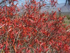 Anza-Borrego-Desert-Springtime-0025