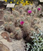 Anza-Borrego-Desert-Springtime-0026