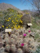 Anza-Borrego-Desert-Springtime-0027