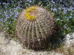 Anza-Borrego-Desert-Springtime-0028