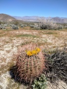 Anza-Borrego-Desert-Springtime-0029