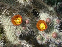 Anza-Borrego-Desert-Springtime-0030