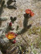 Anza-Borrego-Desert-Springtime-0031