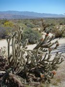 Anza-Borrego-Desert-Springtime-0032