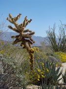 Anza-Borrego-Desert-Springtime-0033