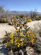 Anza-Borrego-Desert-Springtime-0034