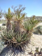 Anza-Borrego-Desert-Springtime-0035