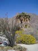 Anza-Borrego-Desert-Springtime-0036