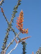 Anza-Borrego-Desert-Springtime-0037