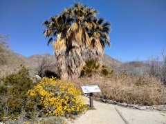 Anza-Borrego-Desert-Springtime-0038