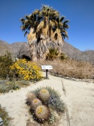 Anza-Borrego-Desert-Springtime-0039