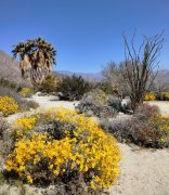 Anza-Borrego-Desert-Springtime-0040