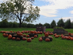 Apple Orchard - IMG_7038 (4)