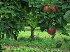 Apple Orchard in Upstate New York