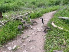 1_IMG_4871-Canadian-Geese