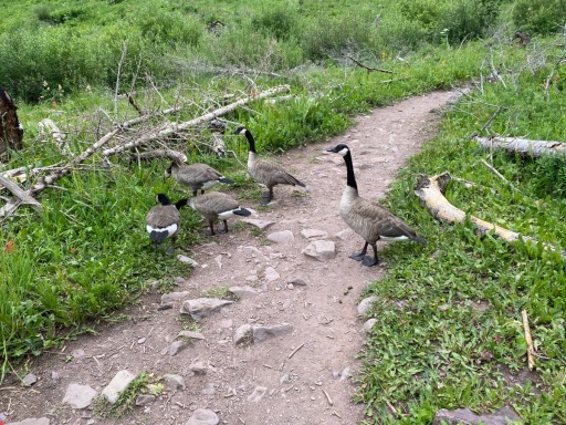 IMG_4871-Canadian-Geese