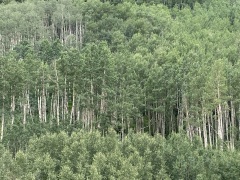 IMG_4874-1