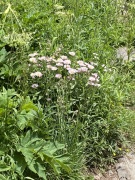 IMG_4907-flowers