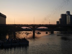 Austin Bats