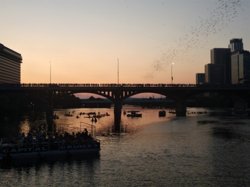 Bats-1-IMG_20190906_195512395